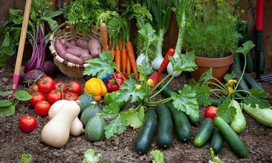 Vegetable Gardening Tips | Gardening Advice From Gasper