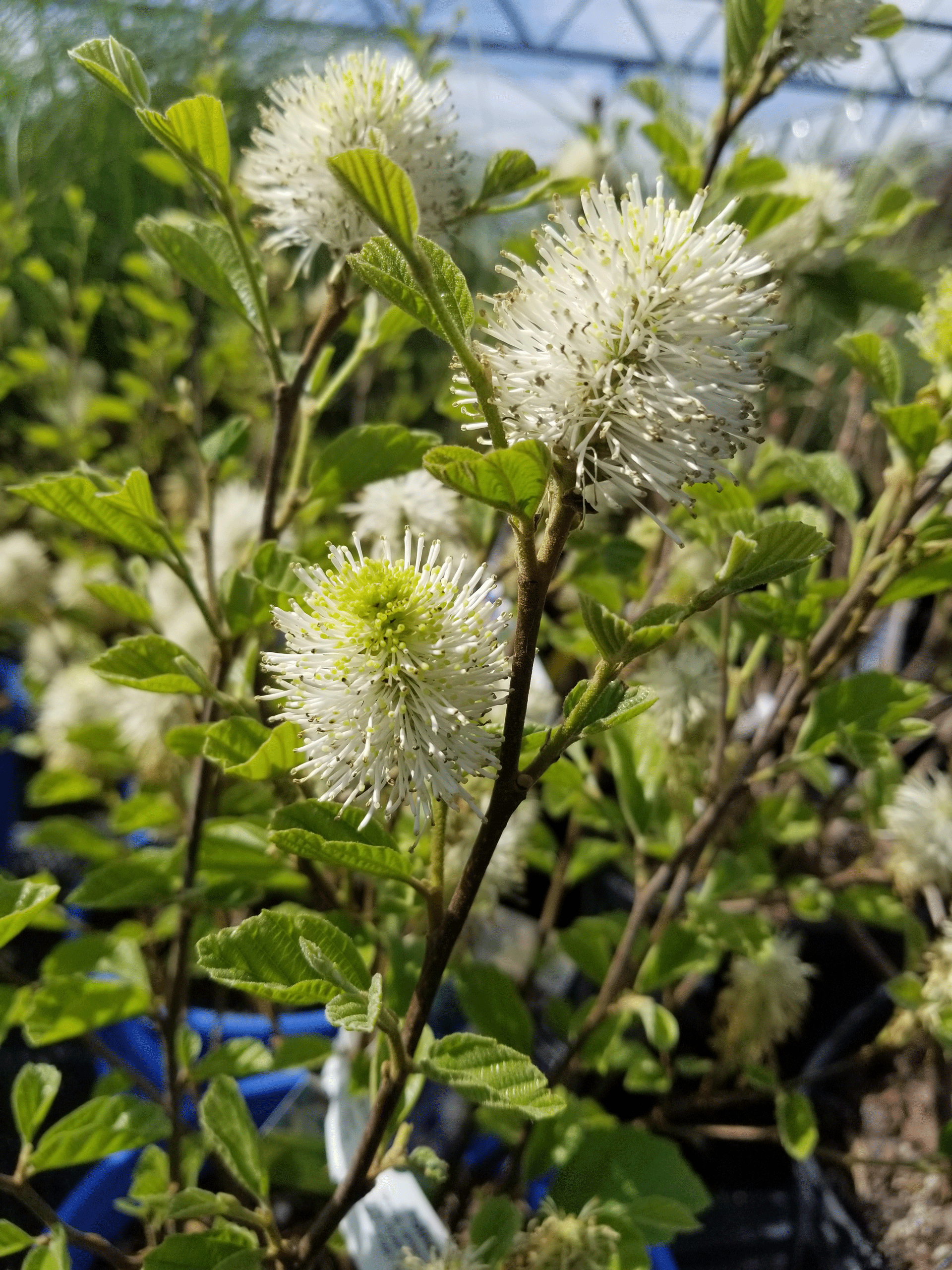 Fothergillainflower Gasper Landscape Design & Construction