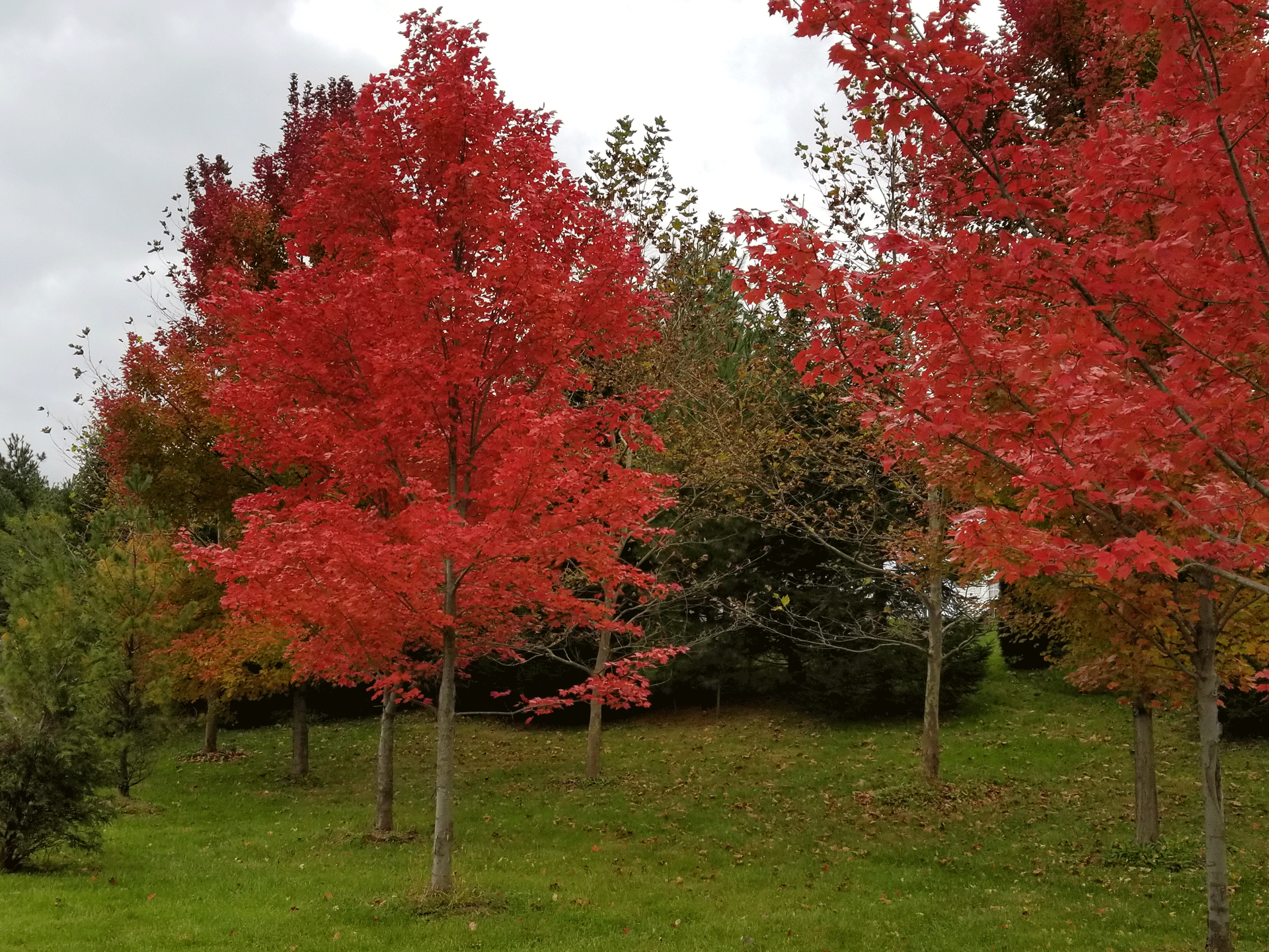 october glory maple colorado young october glory maple colorado young