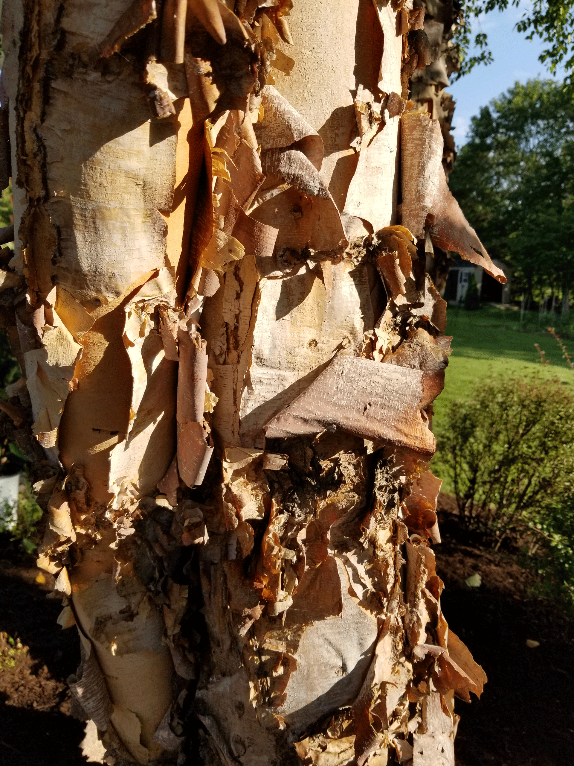 RiverBirchBark Gasper Landscape Design & Construction