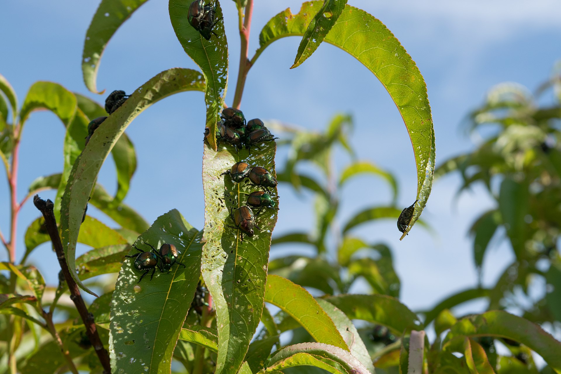 1920pxJapanese_Beetle_Feeding_on_Peach_Tree Gasper Landscape Design