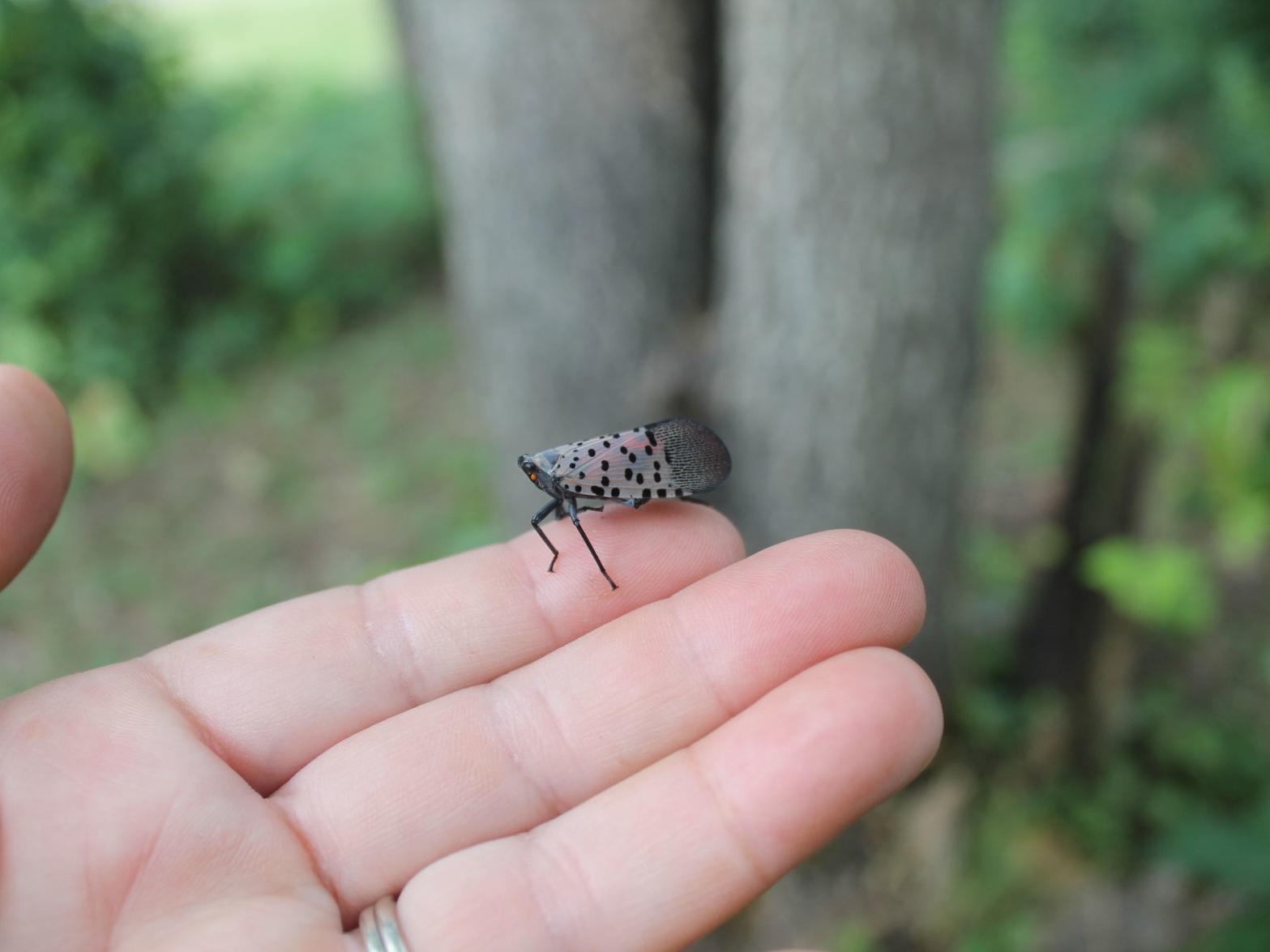Spotted Lanternfly hero 3
