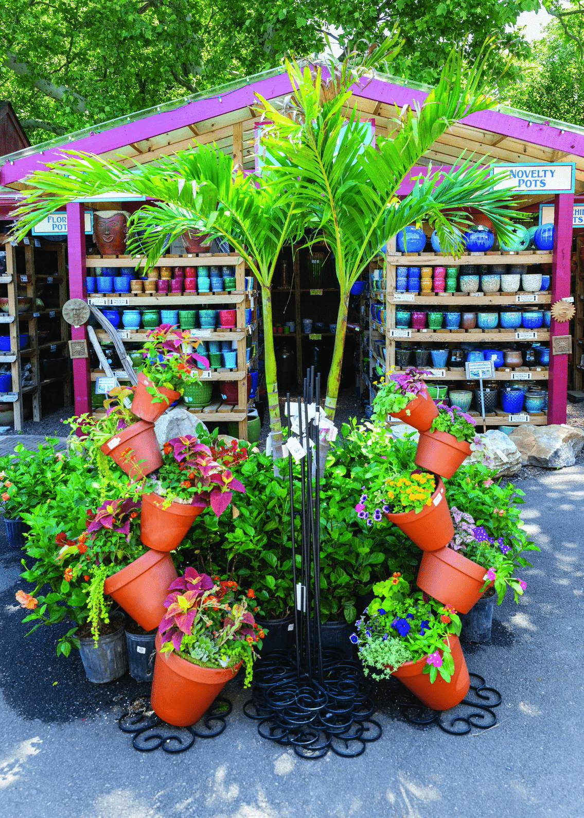 How to Use Palm Trees to get that Tropical Resort Feel in your Backyard