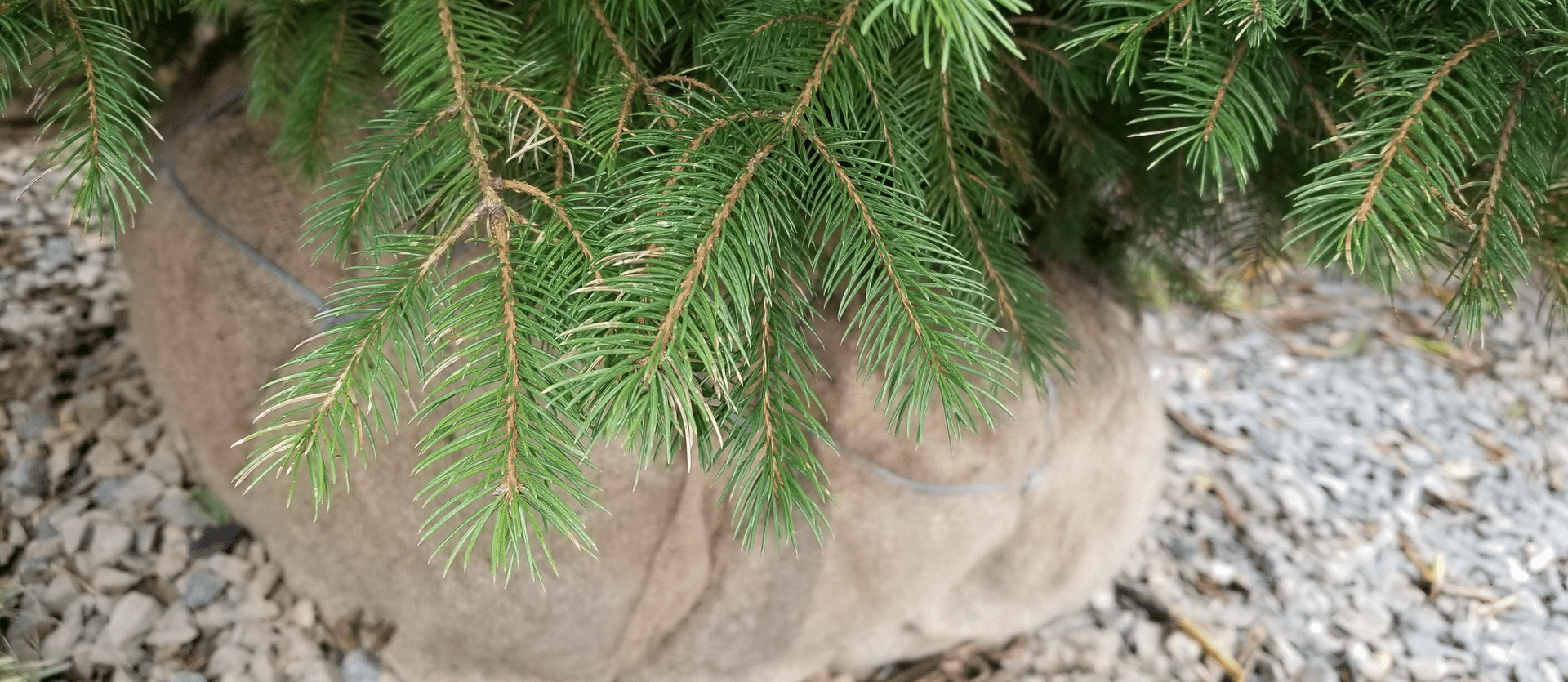 Caring For Your Balled Burlapped Christmas Tree Gasper