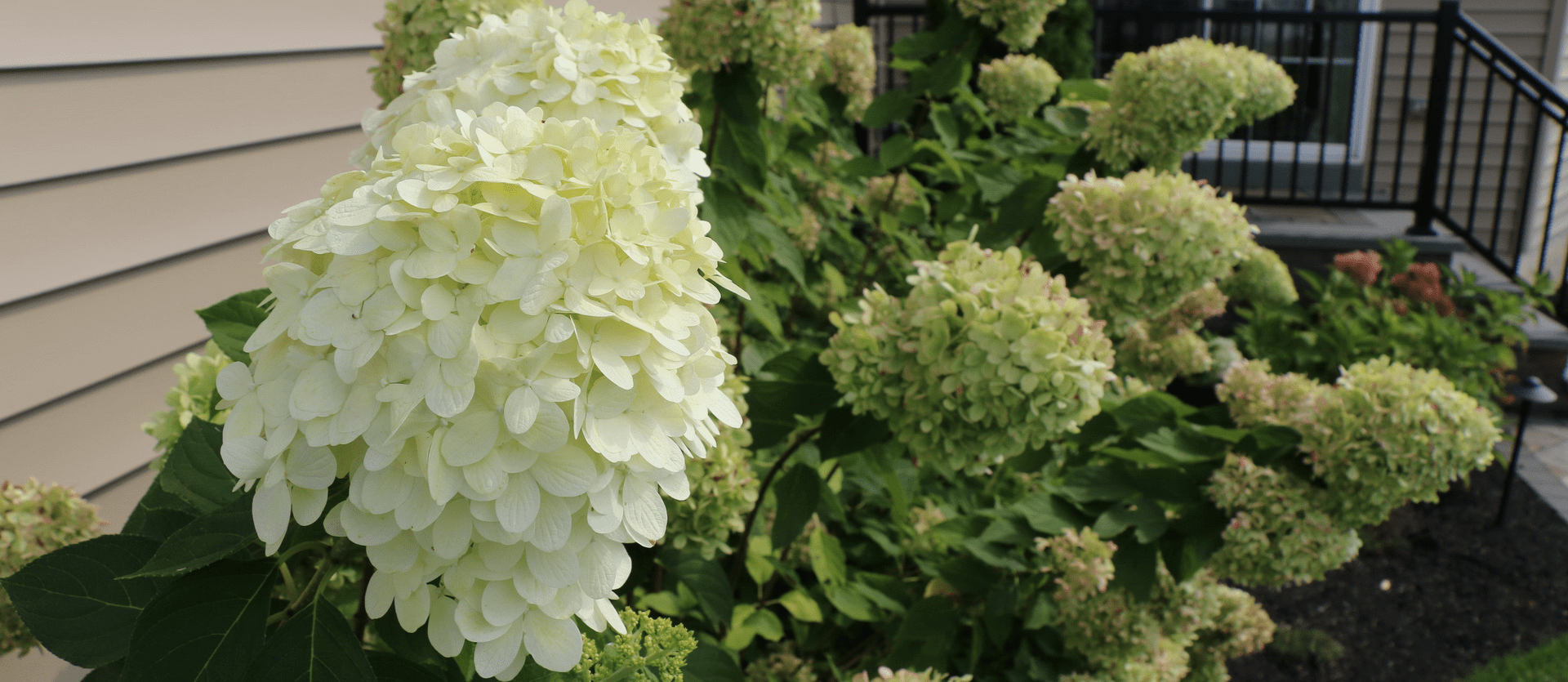 Image of Large white seaside hydrangea bush in full bloom