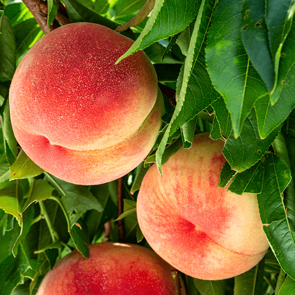 can an apple tree pollinate a cherry tree