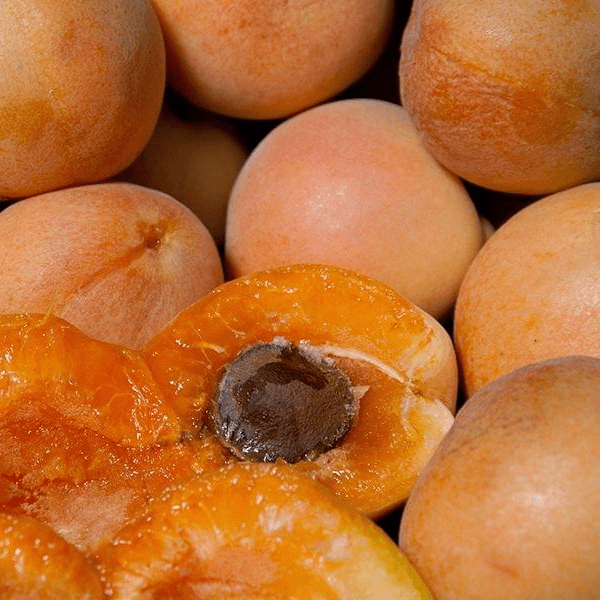 can an apple tree pollinate a cherry tree