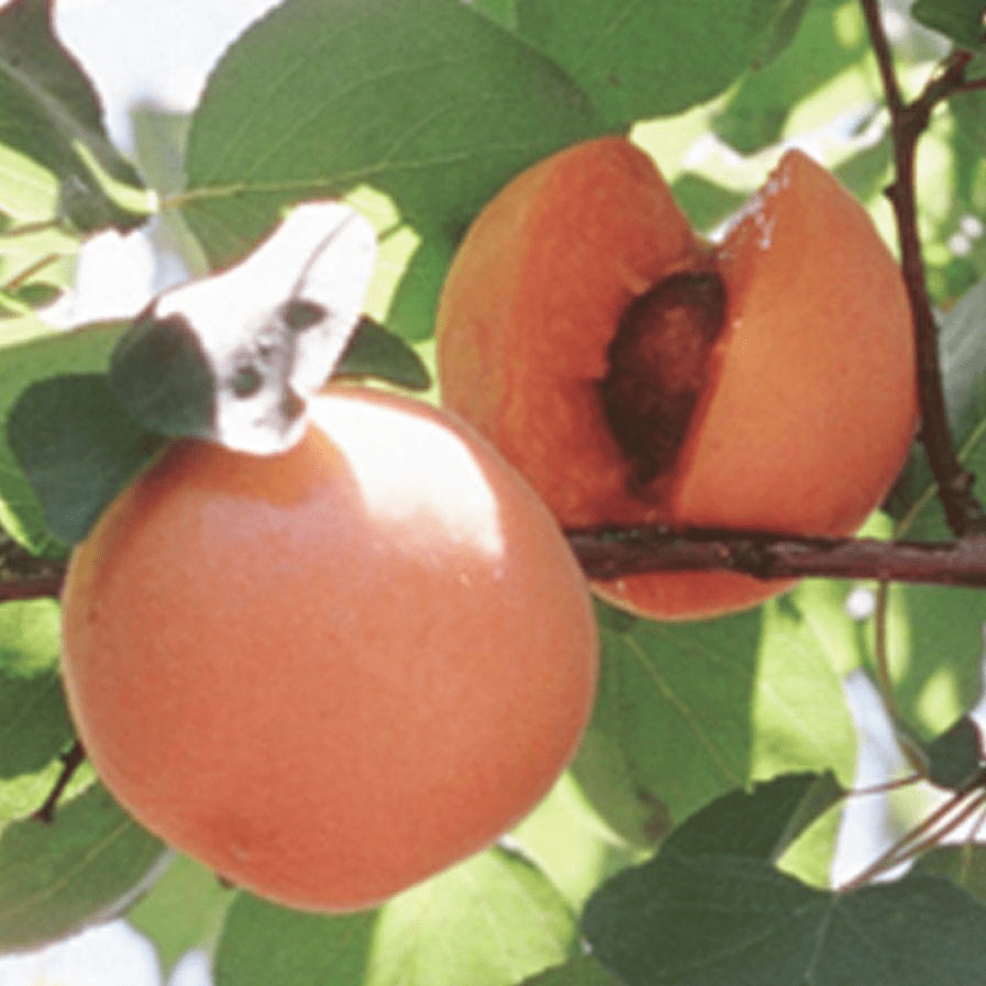 can an apple tree pollinate a cherry tree