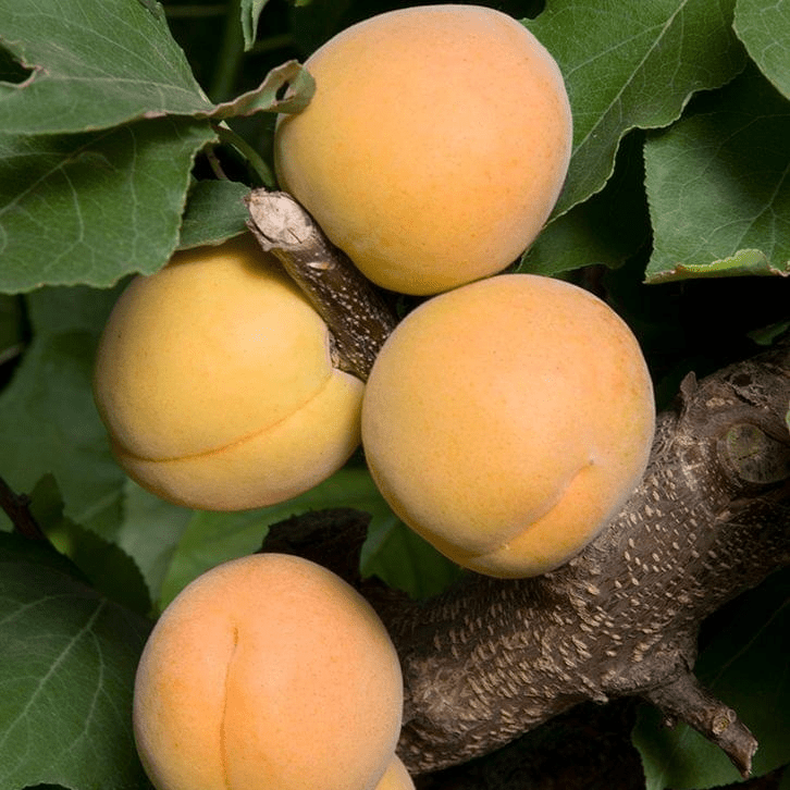 can an apple tree pollinate a cherry tree