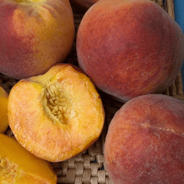 can an apple tree pollinate a cherry tree