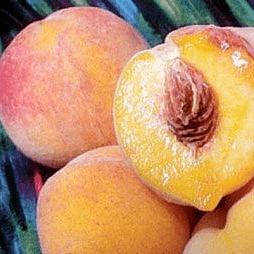 can an apple tree pollinate a cherry tree